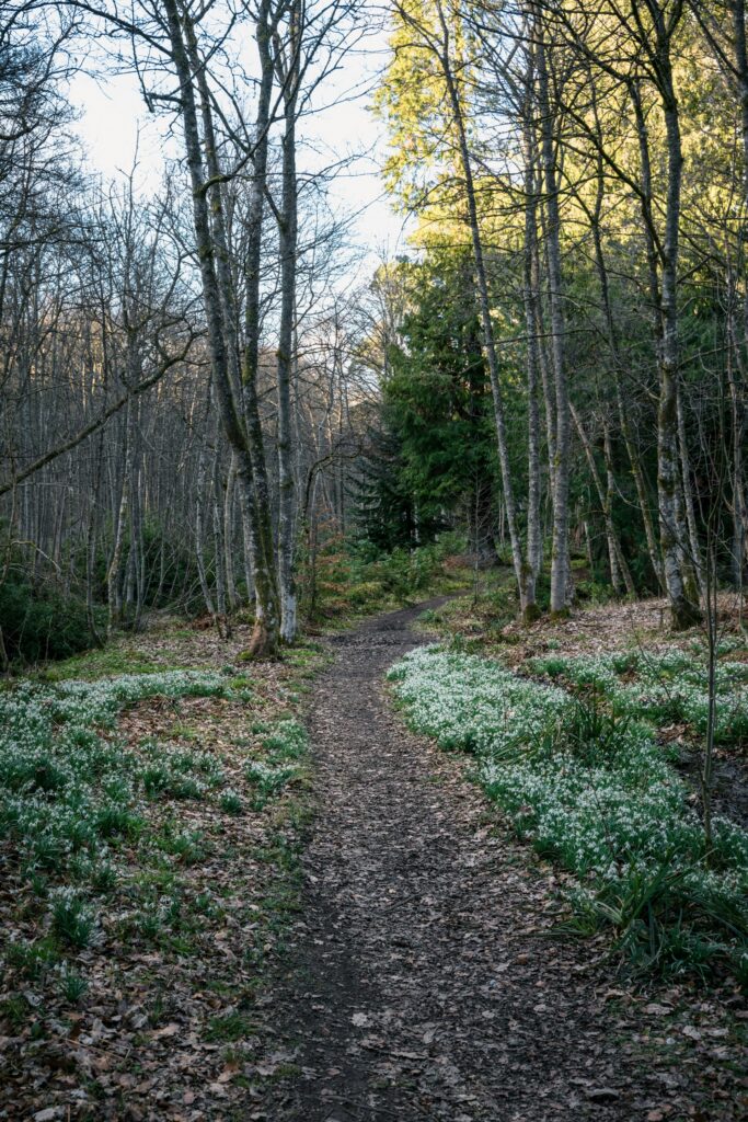 Kevät. Kuva: Unsplash.com