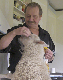 Olli Poikela lampaan kanssa keittiössä